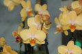 Phalaenopsis   090